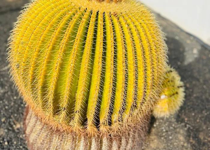 Daire -montorian -lanzarote *